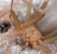 Image result for Mojave Desert Spiders