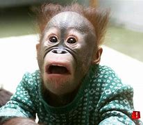 Image result for Monkey Funny Faces Wallpaper