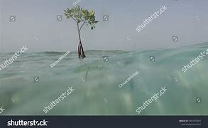 Image result for Mangrove Seed Dispersal