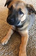 Image result for German Shepherd Mix with Labrador