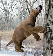 Image result for Giant Ground Sloth Skeleton