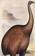 Image result for MOA Bird Art