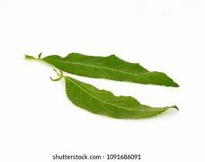 Image result for Camphor Tree New Leaves