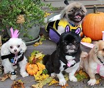 Image result for Thanksgiving Puppy Banner