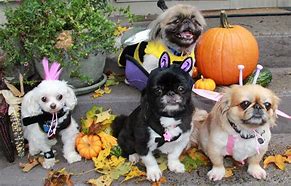 Image result for Thanksgiving Pug Puppy Wallpaper