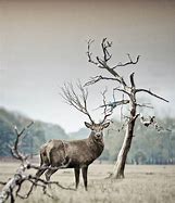 Image result for Wildlife Photography