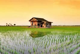 Image result for Chinese Paddy Fields