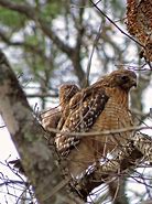 Image result for Two Kestrel Hawks