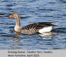 Image result for Greylag Goose Egg Roll