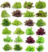 Image result for Lettuce Leaf Shape