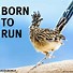 Image result for Bird Humor