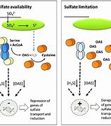 Image result for cysteine synthesis