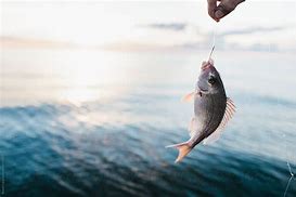 Image result for Catching a Fish