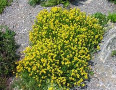 Image result for Genista Sagittalis