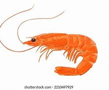 Image result for Krill School