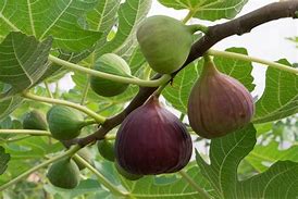 Image result for Higo Fig Tree