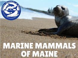 Image result for Marine Mammals of Maine