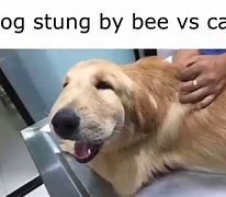 Image result for Dog Stung by Bee vs Cat