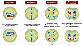 Image result for Meiosis 1 and 2 Drawing