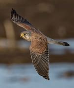 Image result for Kestrel in Tree Top