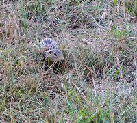 Image result for Striped Gopher Poison