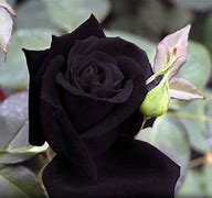 Image result for Black Rose Bushes