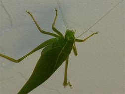 Image result for Big Leaf Bug