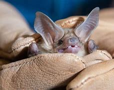 Image result for Pallid Bat Diet