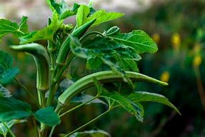 Image result for Okra Vihannes