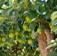 Image result for Avocado Tree in India