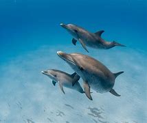 Image result for Wild Dolphins