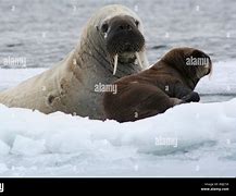 Image result for Baby Nordic Walrus