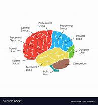 Image result for Brain Rot Prom Poster