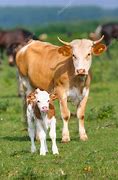 Image result for Baby Cow Face