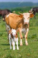 Image result for Baby Bell Cow