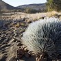 Image result for Mauna Loa Curve