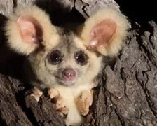 Image result for Marsupial Birth