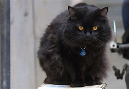 Image result for Black Cat Breeds