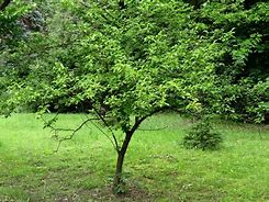 Image result for American Wild Plum Tree