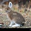 Image result for Hare Portrait Side Profile