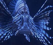 Image result for Saltwater Lionfish