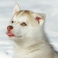 Image result for Husky Dog PFP