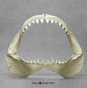 Image result for Amazing Shark Jaws