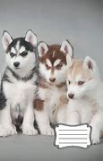 Image result for Siberian Husky