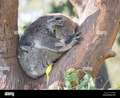 Image result for Koala Bear Sleep