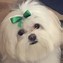 Image result for White Maltese Dog