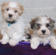 Image result for AKC Havanese Puppies