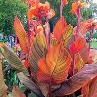 Image result for Fire Cannas