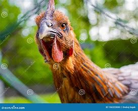 Image result for Angry Chicken