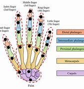 Image result for Finger Digits